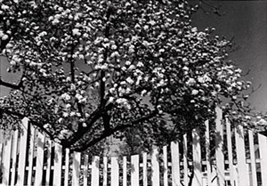 Image description is not available for 1996.039